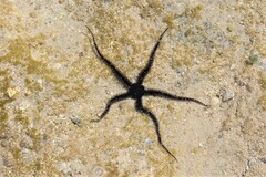 Ophiocoma scolopendrina