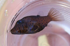 Canthigaster pygmaea