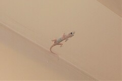 Ptyodactylus hasselquistii