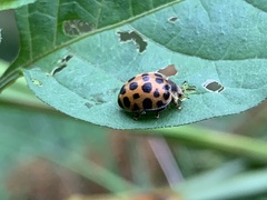 Henosepilachna vigintisexpunctata