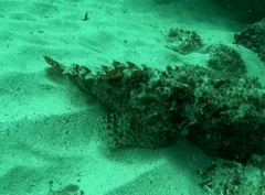 Scorpaena jacksoniensis