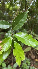 Itea parviflora