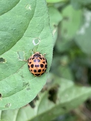 Henosepilachna vigintisexpunctata