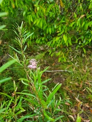 Grevillea sericea