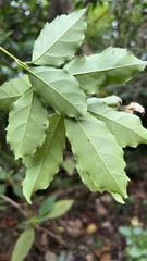 Itea parviflora