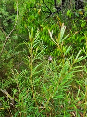 Grevillea sericea
