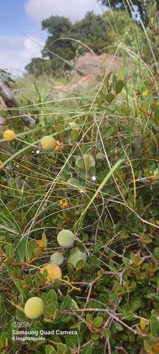 Image of Wild Apricot by no rights reserved