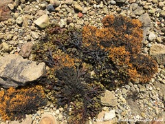 Pelvetia canaliculata