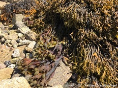 Pelvetia canaliculata