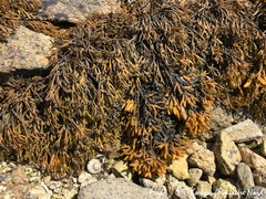 Pelvetia canaliculata