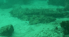 Orectolobus maculatus