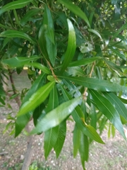 Pouteria salicifolia