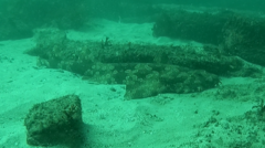 Orectolobus maculatus