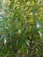 Pouteria salicifolia