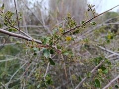 Rhamnaceae