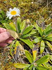 Celmisia spectabilis spectabilis