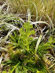 Aciphylla dissecta