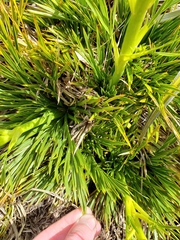 Aciphylla dissecta