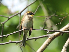 Emberiza elegans