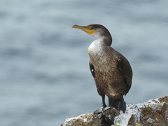 Phalacrocorax capillatus