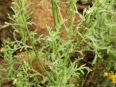 Volutaria canariensis