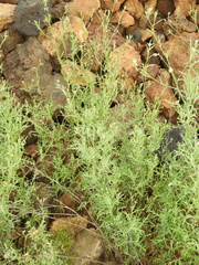 Volutaria canariensis