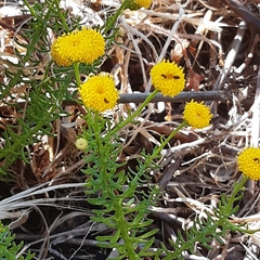 Chrysocoma coma-aurea