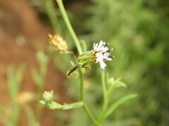 Volutaria canariensis