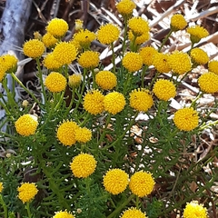 Chrysocoma coma-aurea