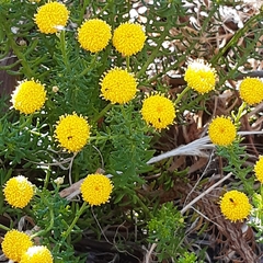 Chrysocoma coma-aurea