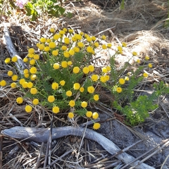 Chrysocoma coma-aurea