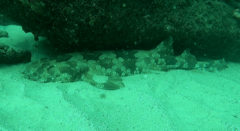 Orectolobus maculatus