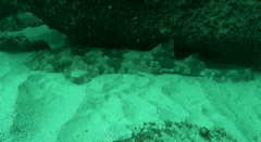 Orectolobus maculatus