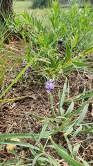 Rotheca hirsuta
