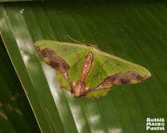Agathiopsis maculata