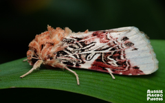 Spodoptera picta