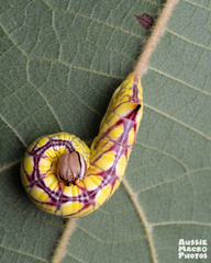 Antithemerastis acrobela