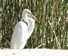 Ardea alba