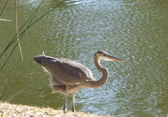 Ardea herodias