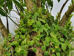 Peperomia serpens