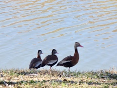 Dendrocygna autumnalis