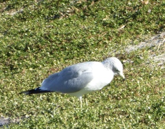 Larus delawarensis