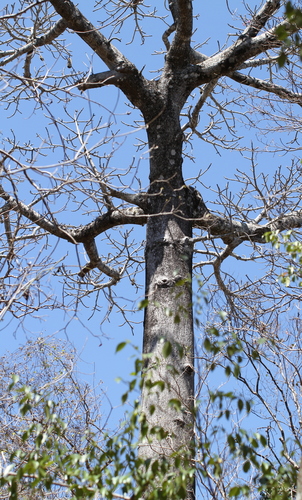 Perrier's baobab