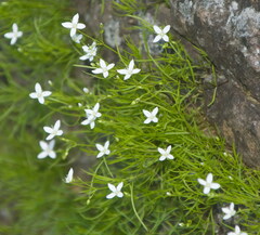 Moehringia muscosa