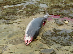Ziphius cavirostris