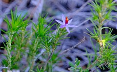 Calectasia