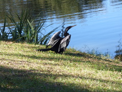 Anhinga anhinga