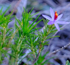 Calectasia