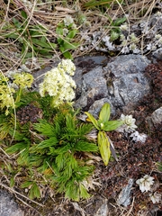 Aciphylla dissecta