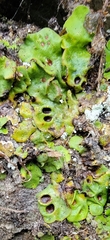 Solorina saccata